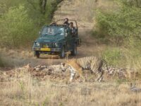 Tiger at Ranthambore