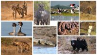 Animals In Ranthambore National Park