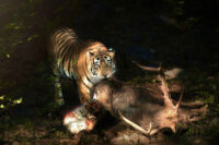 Ranthambore