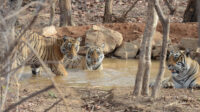 Tigers Of Ranthambore