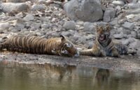 Tigers Of Ranthambore