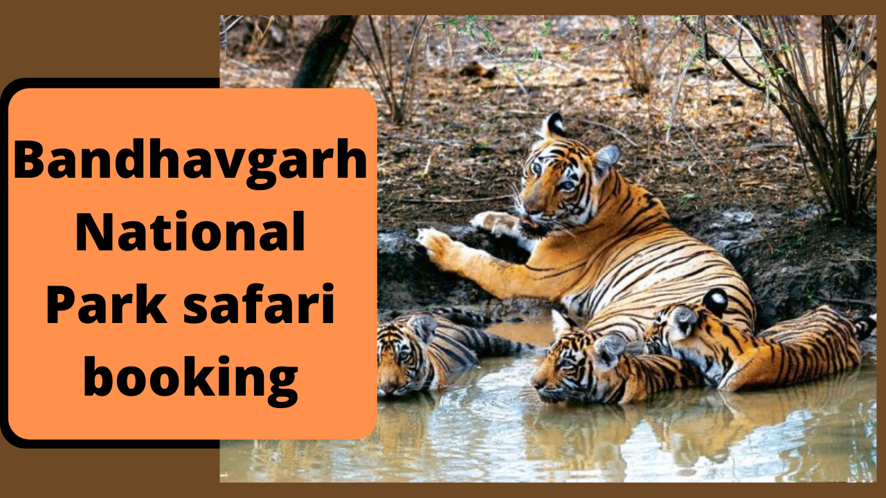 bandhavgarh national park safari booking rates