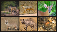 Flora And Fauna At Bandhavgarh National Park