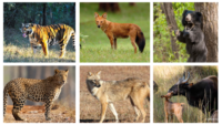 Wildlife of Kanha National Park