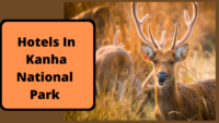 Hotels In Kanha National Park