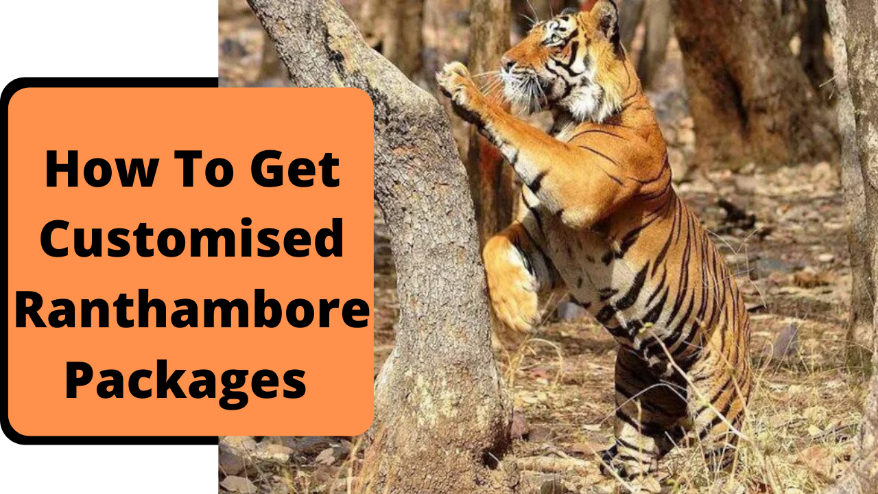 Ranthambore Packages