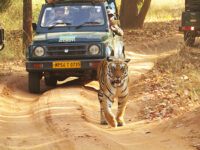 jeep safari in bandhavgarh