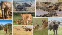 Wildlife Of Masai Mara