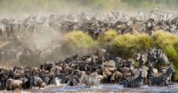 Masai Mara Migration