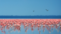 Lake Nakuru National Park