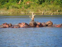 Lake Naivasha National Park