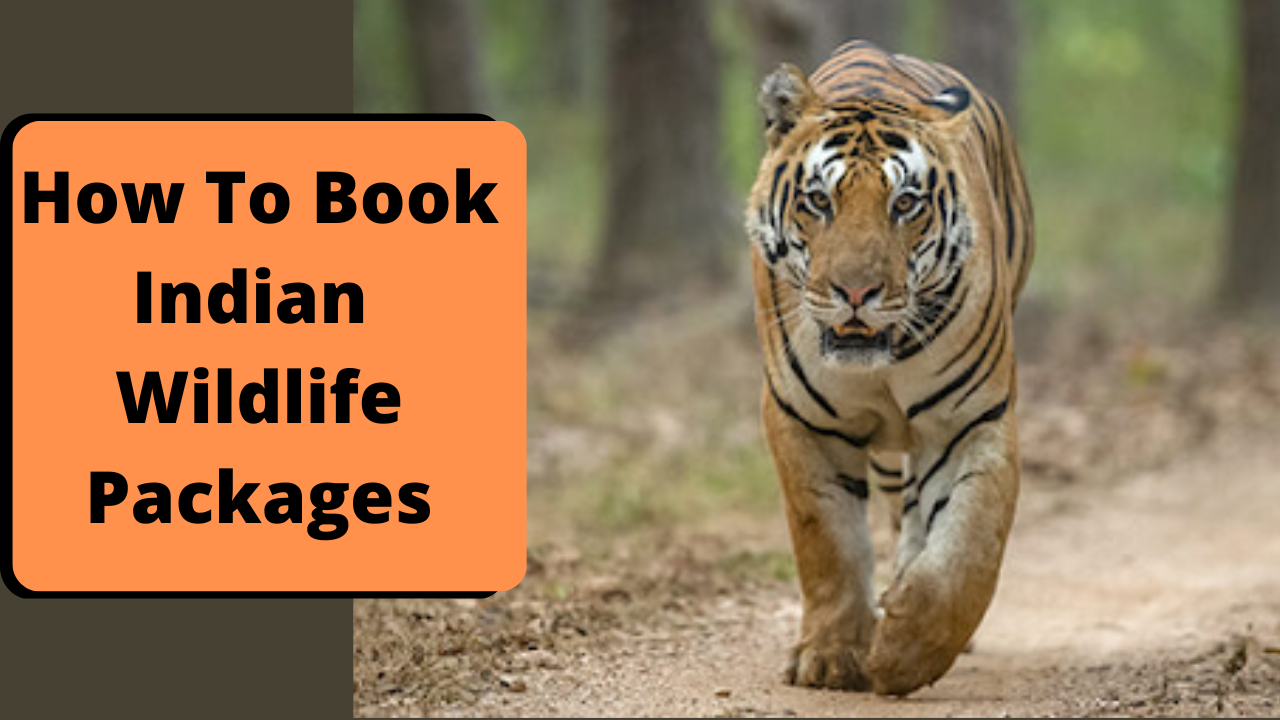 How to book Indian Wildlife packages