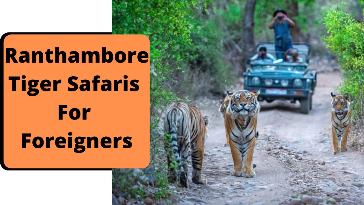 Ranthambore Tiger safaris for foreigners