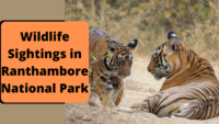 Wildlife Sightings in Ranthambore National Park