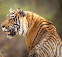Indian Wildlife Packages