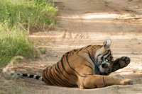 Tigers Of Ranthambore