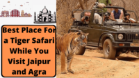 Best Place For a Tiger Safari While You Visit Jaipur and Agra