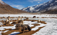 Hemis National Park