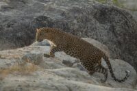 Leopard sighting Bir Jawai Rajasthan