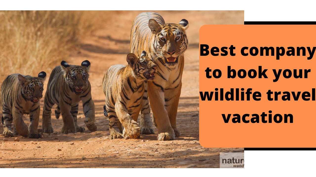 Best company to book your wildlife travel vacation