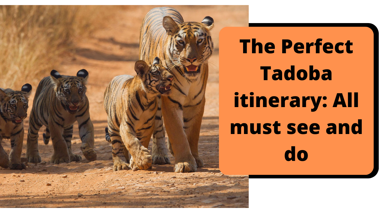 Tadoba itinerary