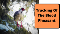 Tracking Of The Blood Pheasant