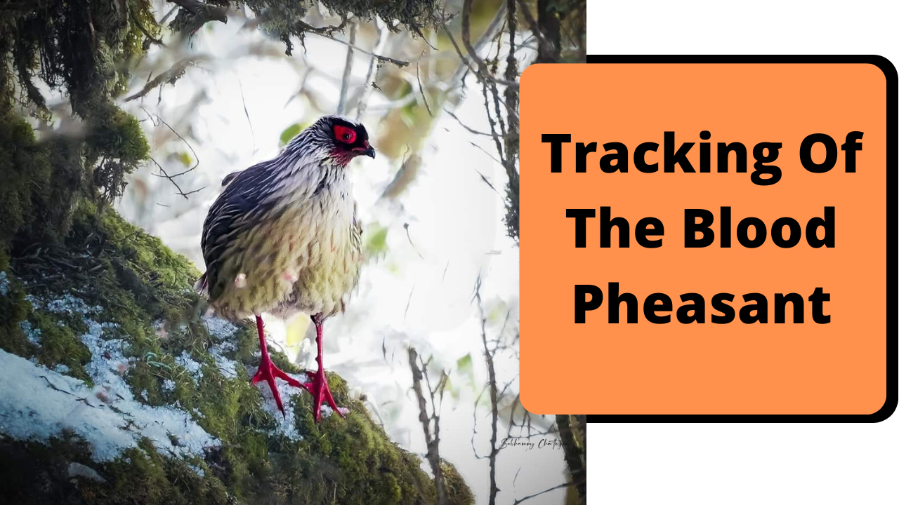 Tracking Of The Blood Pheasant