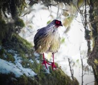 Blood partridge