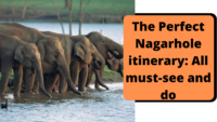 The perfect Nagarhole itinerary All must see and do