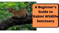 A Beginner's Guide to Kabini Wildlife Sanctuary